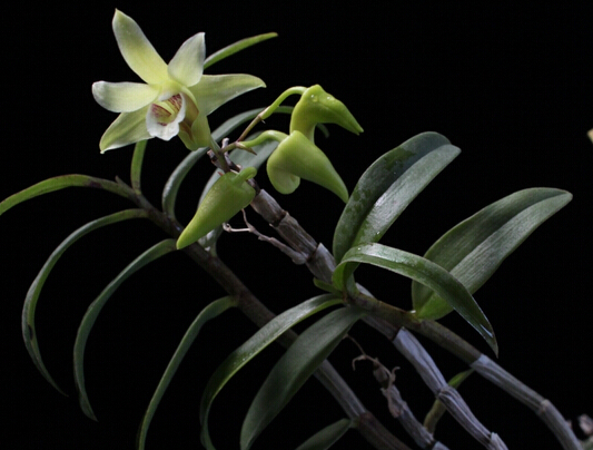 白石山铁皮石斛—植株 白石山铁皮石斛—植株