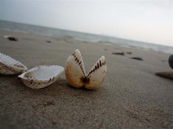 杨梅海边的贝壳 杨梅海边的贝壳