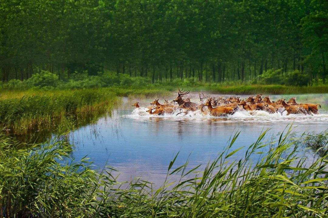 溱湖国家湿地公园 溱湖国家湿地公园