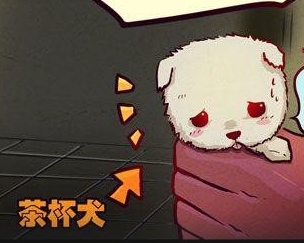 贝奇是茶杯犬 贝奇是茶杯犬