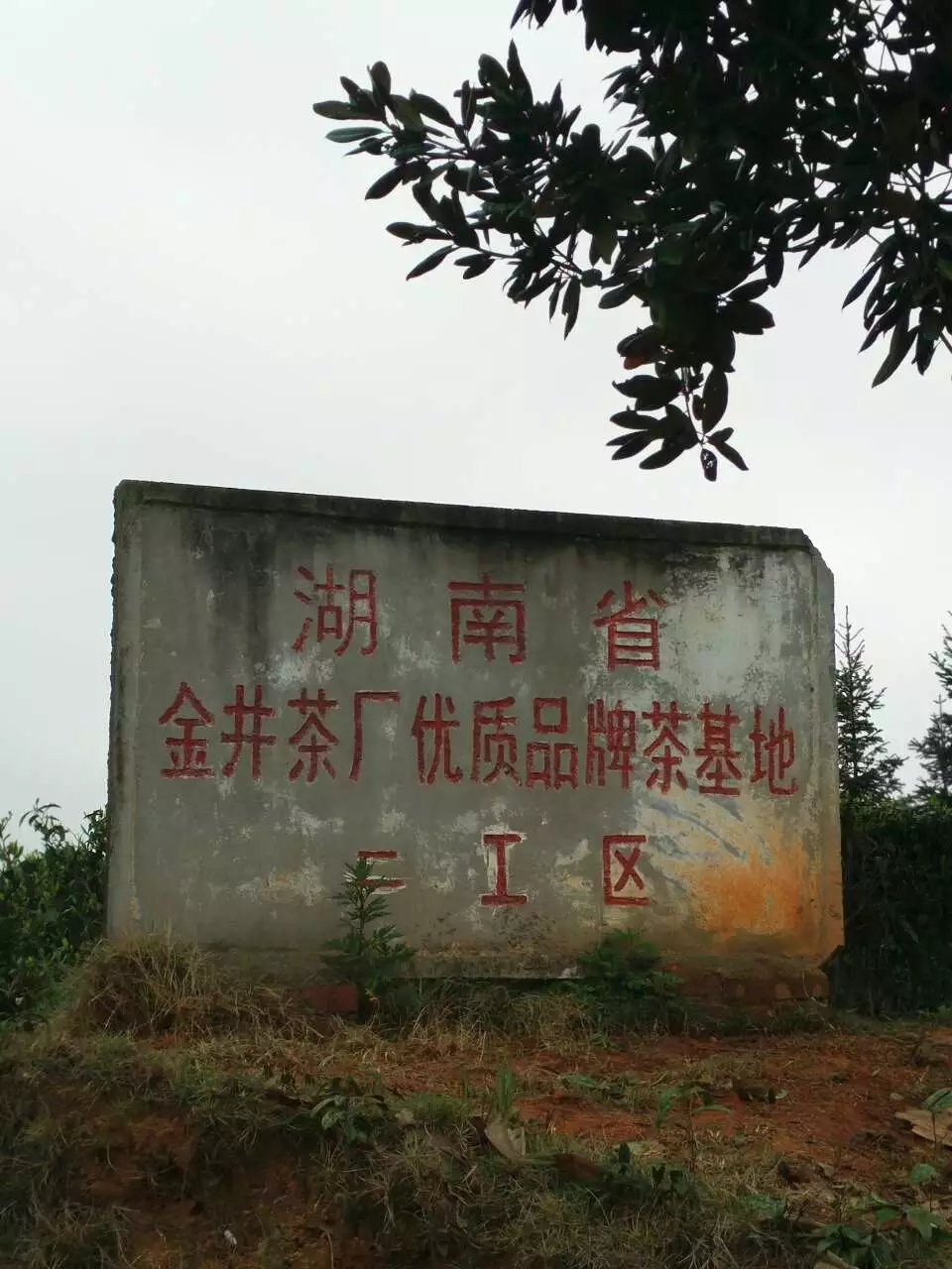 金井茶园 金井茶园