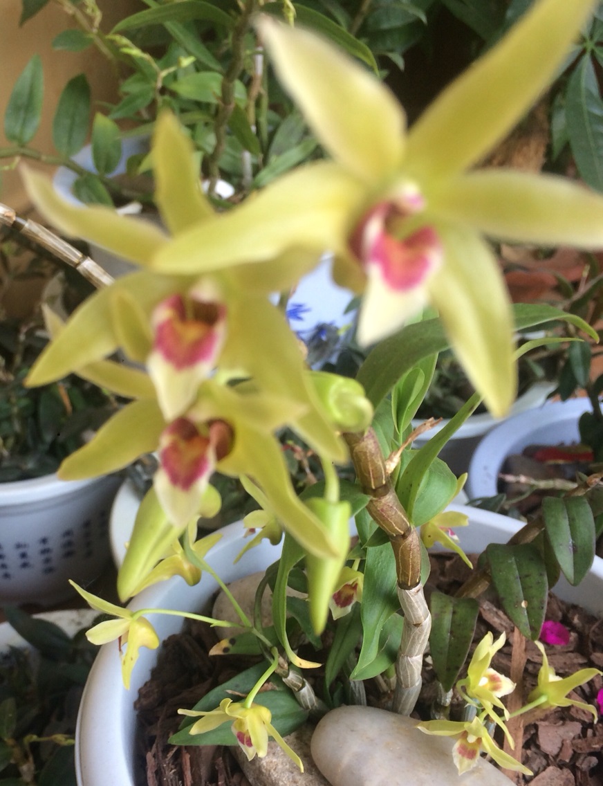 铁皮石斛花 铁皮石斛花