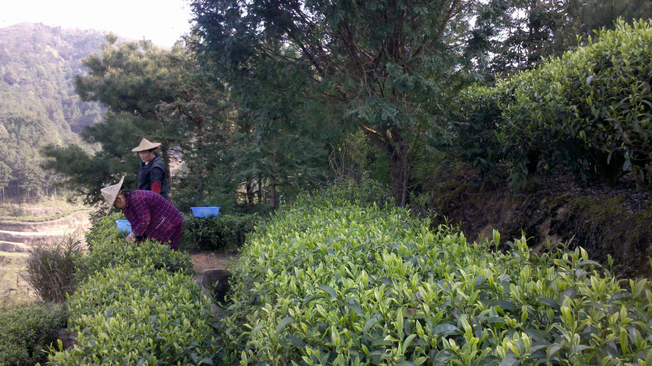 採茶叶 採茶叶