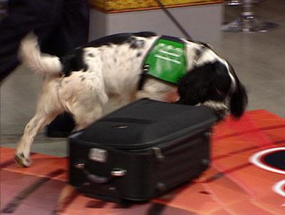 检疫犬 检疫犬