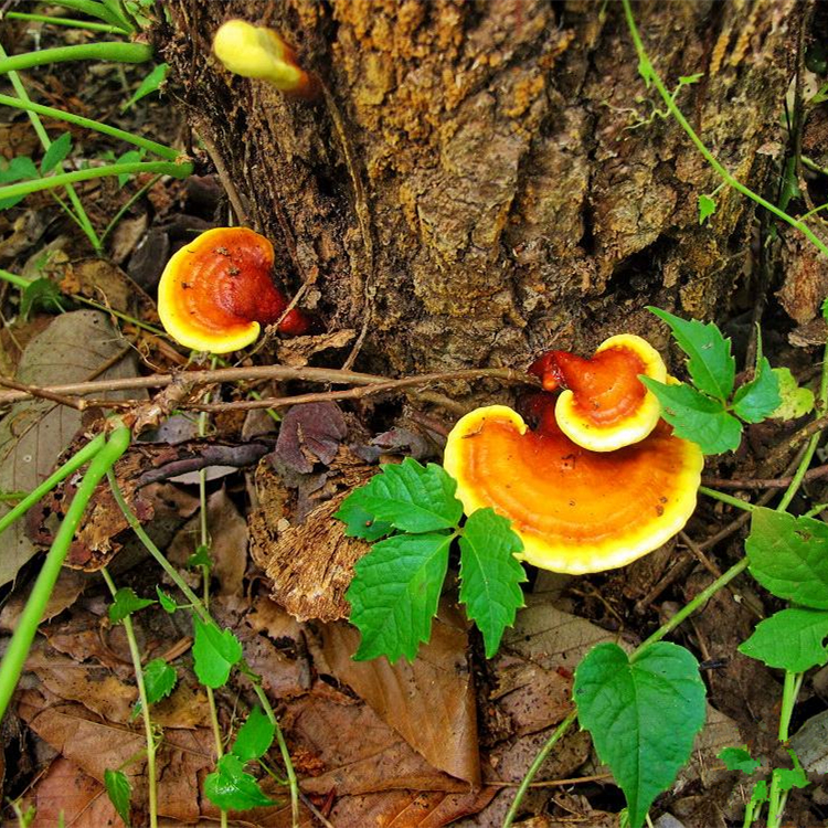 尧山灵芝 尧山灵芝