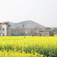 向山镇向阳村