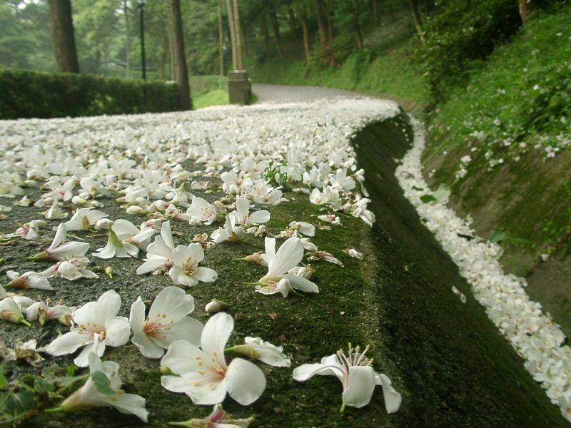 落英 落英