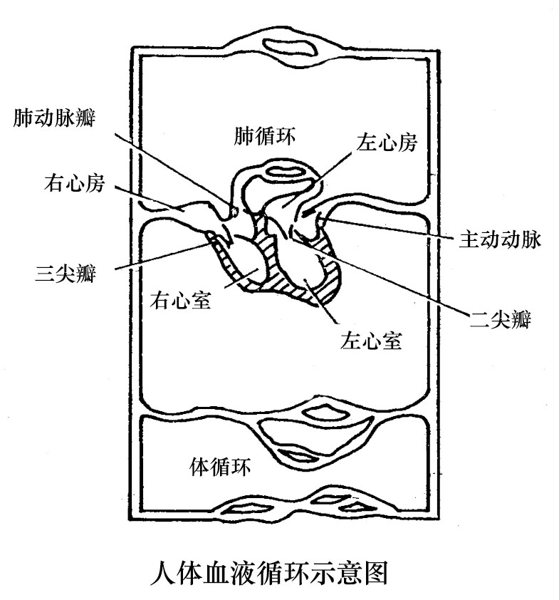 人体血液循环示意图 人体血液循环示意图