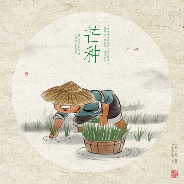 芒种 芒种