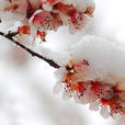 清平乐·年年雪里
