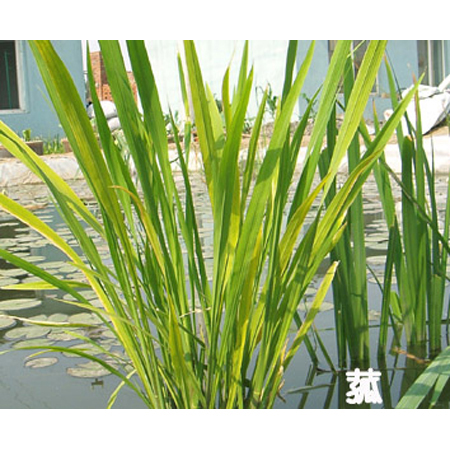 菰叶