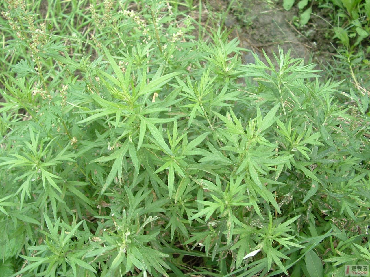 艾火 艾火