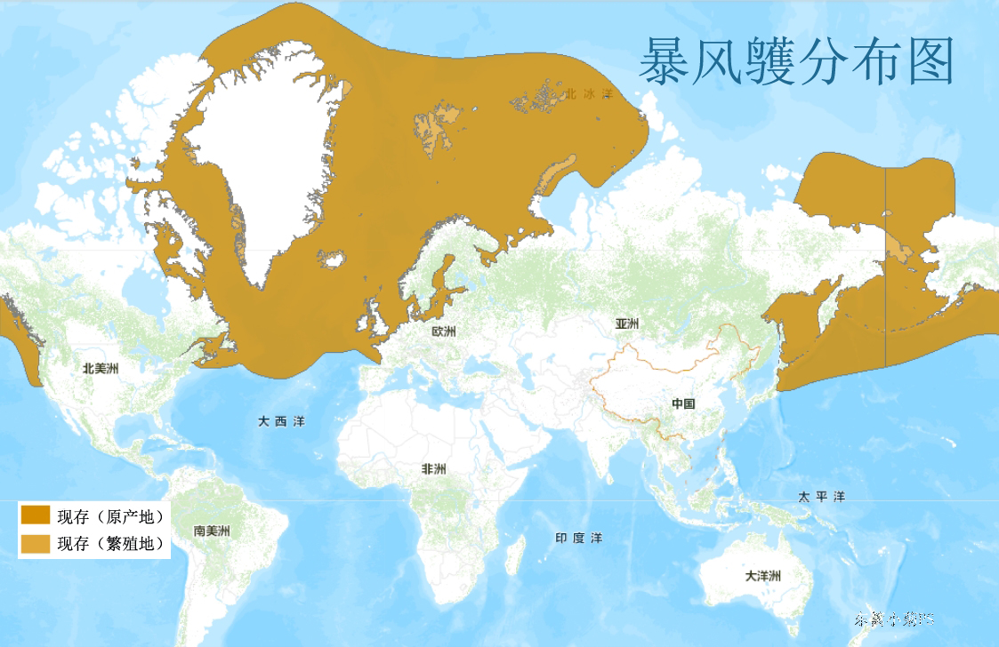 暴风鸌分布图
