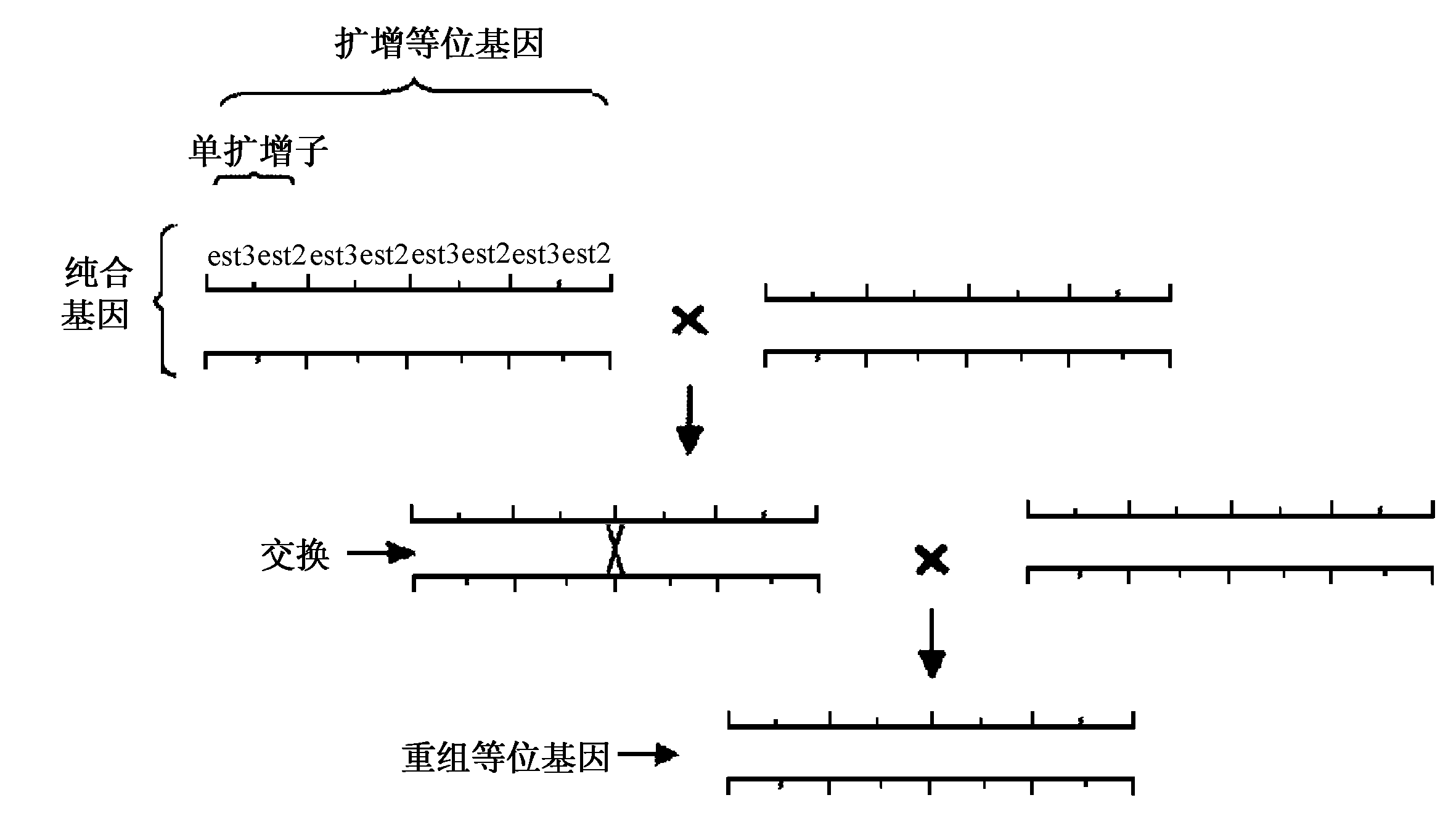 重组等位基因形成的 重组等位基因形成的