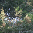 黑荆