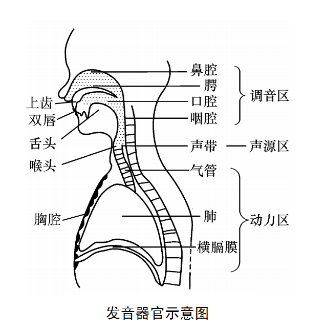 人体共鸣器官
