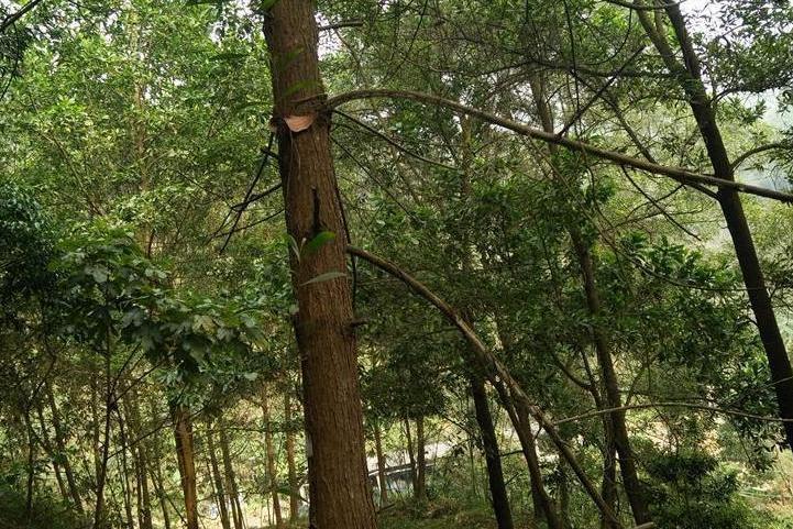 卷荚相思无性系G204