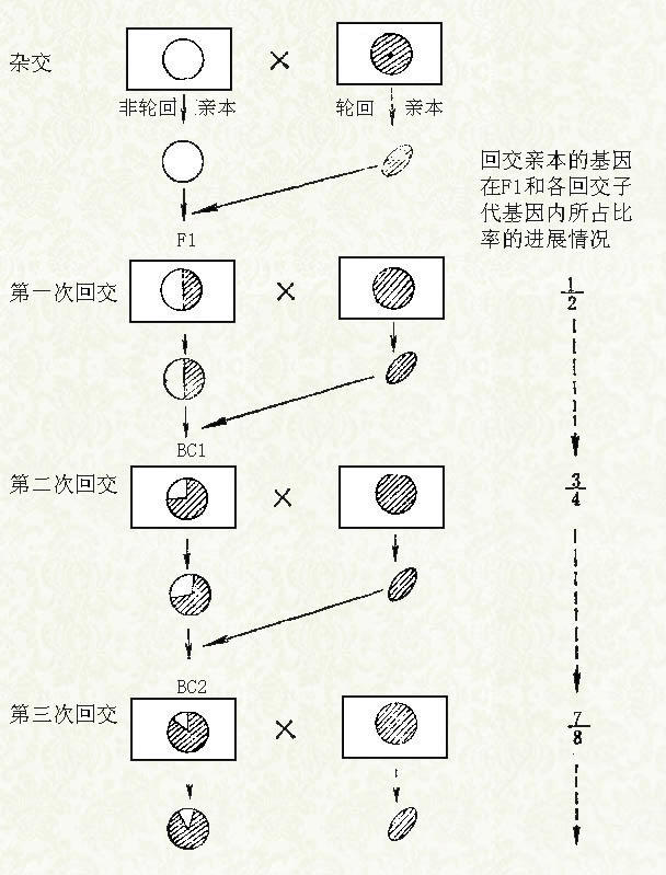 回交遗传效应