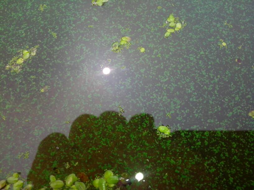水污染指示生物