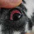 犬结膜炎