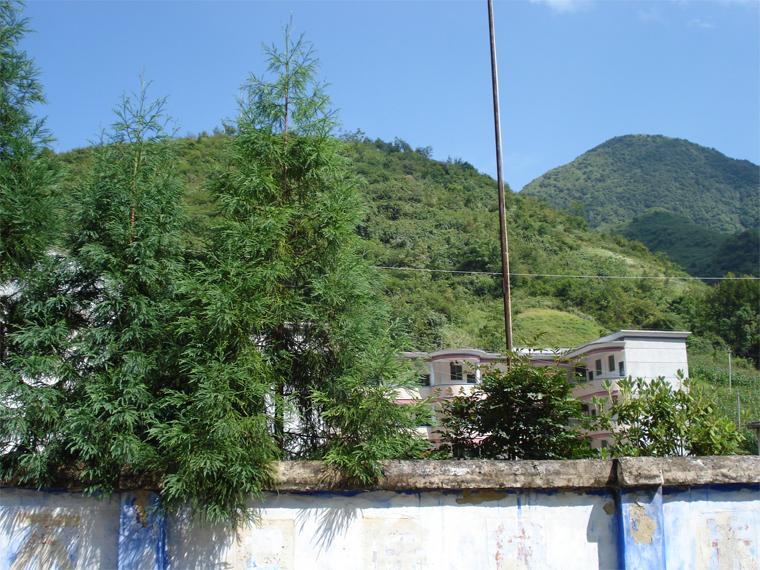 水竹乡 水竹乡