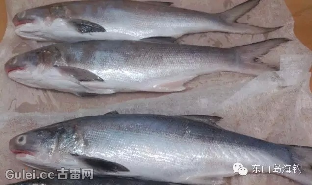 圆吻凡鲻