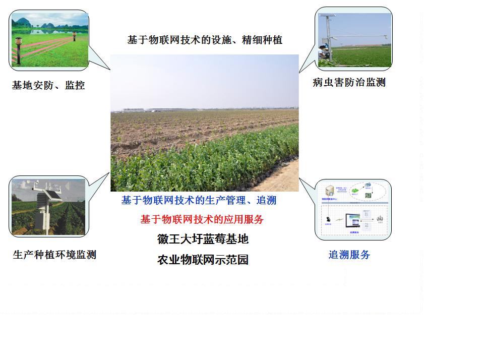 安徽徽王大圩蓝莓基地农业物联网示範园 安徽徽王大圩蓝莓基地农业物联网示範园