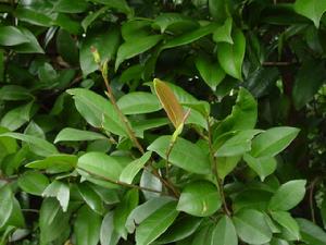 上架乡油茶 上架乡油茶
