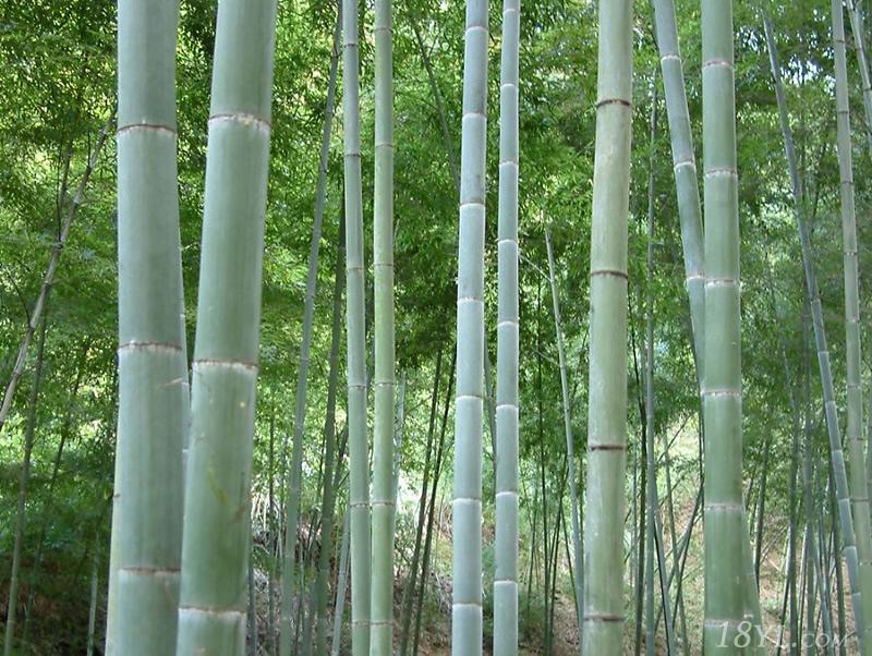 毛竹林 毛竹林