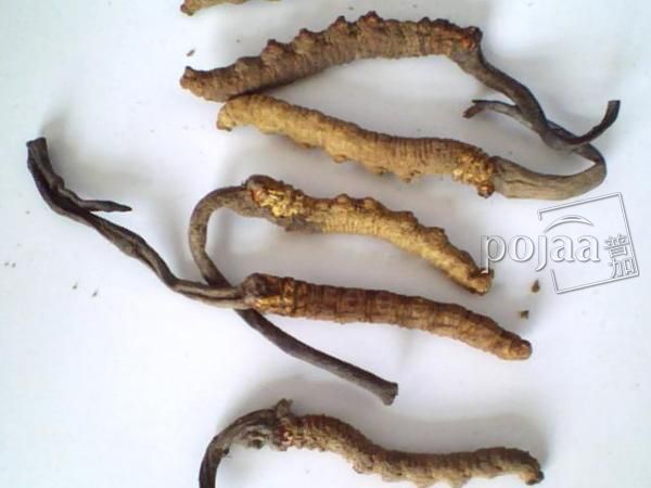 同仁堂回收的冬虫夏草 同仁堂回收的冬虫夏草