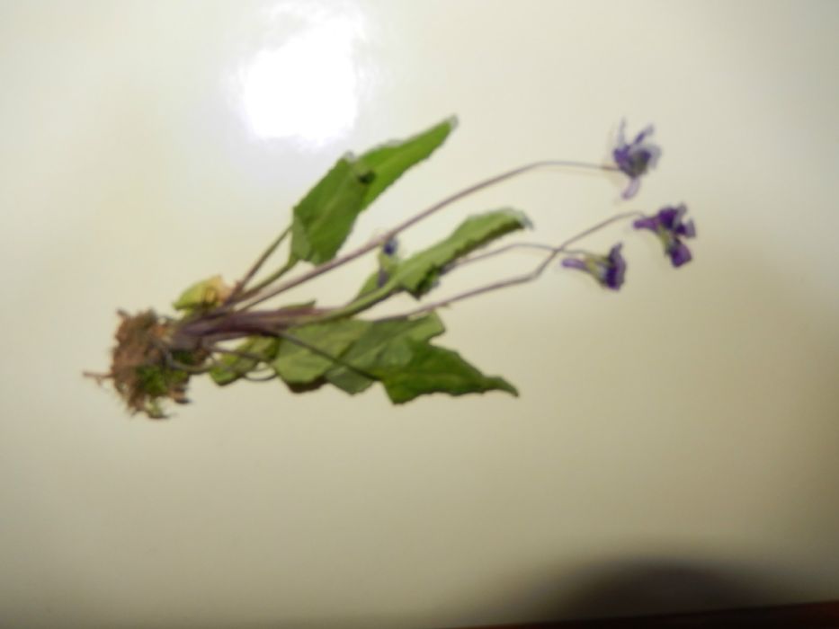 截叶犁头草