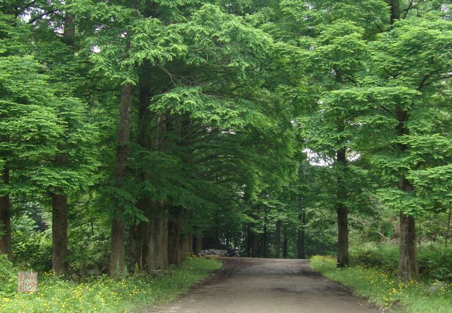 天堂湖林荫大道 天堂湖林荫大道