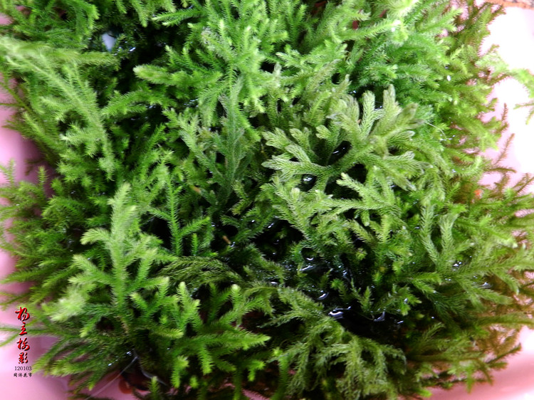 鹿角草(中药)