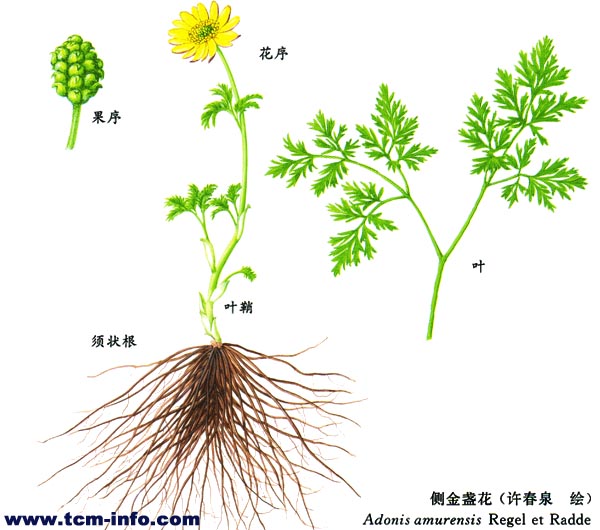 福寿草 福寿草