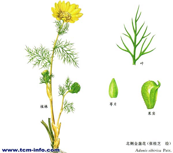 福寿草(毛茛科植物) 福寿草(毛茛科植物)