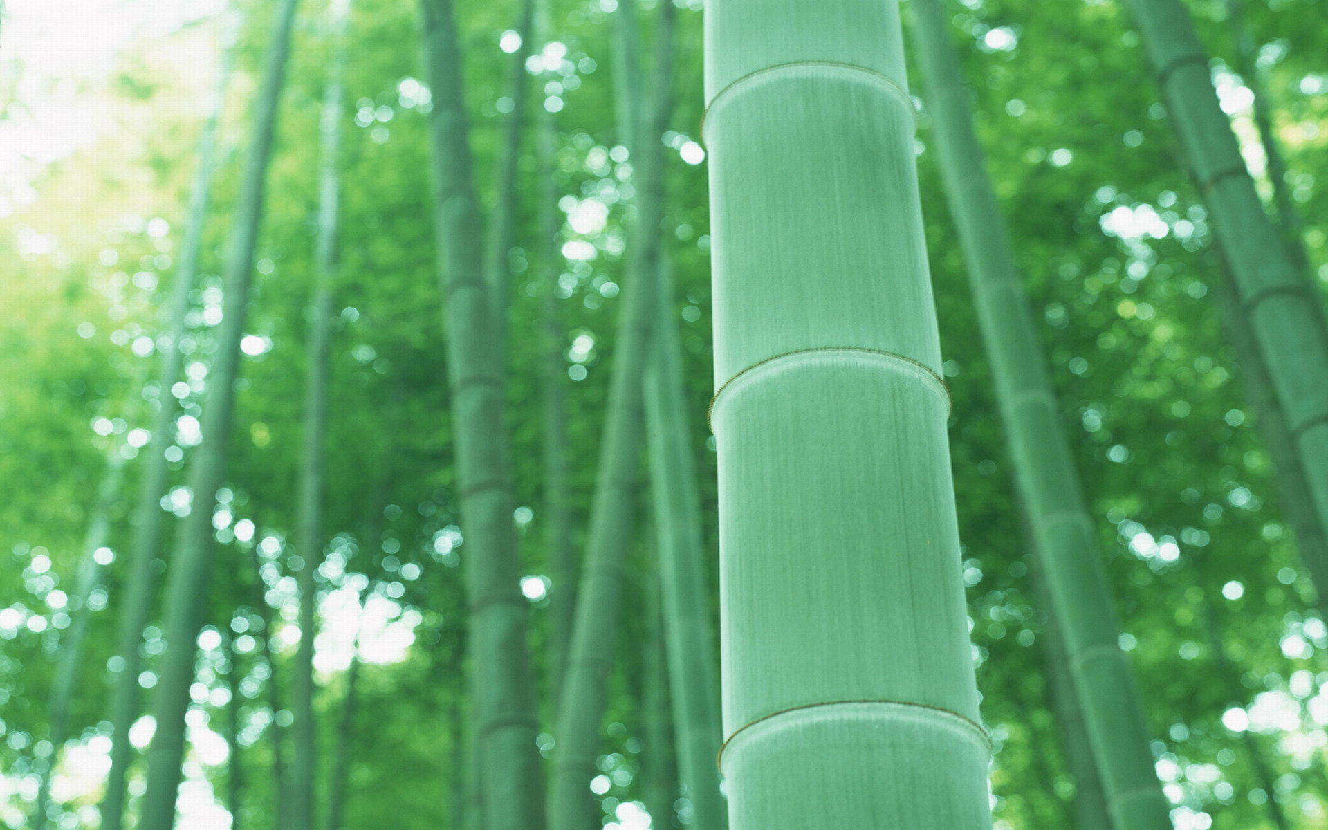 毛竹林 毛竹林