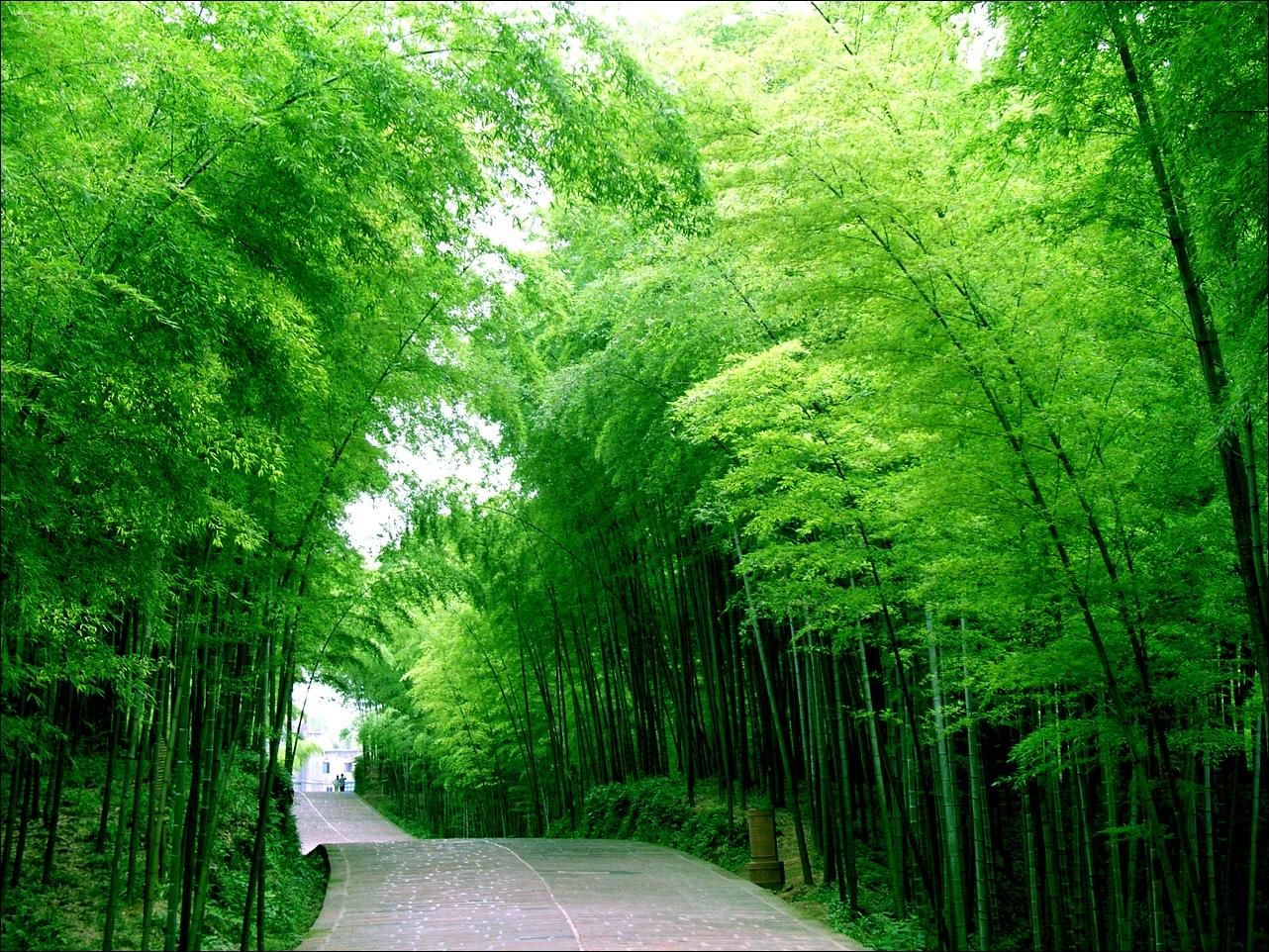 蜀南竹海 蜀南竹海