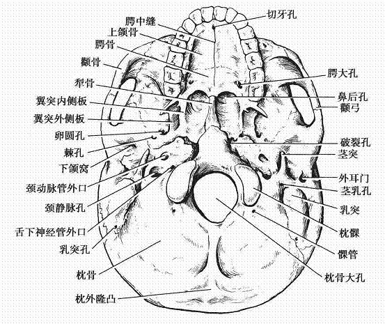 髁管