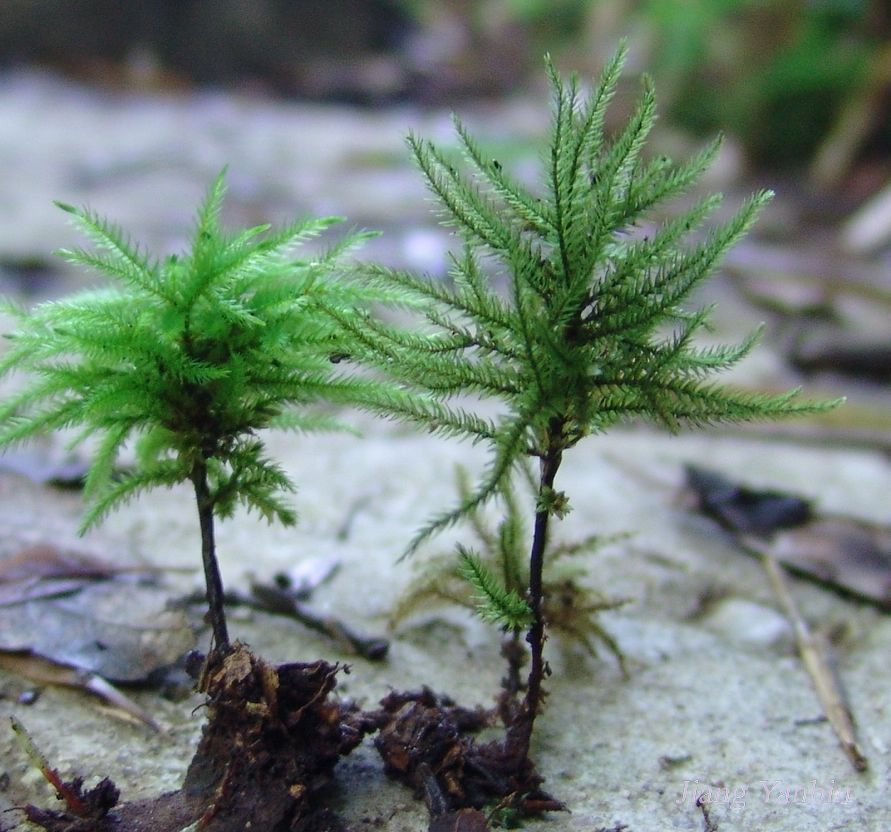 扭口藓植株 扭口藓植株
