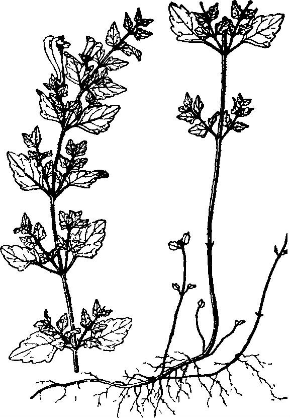犁头草(黄芩属植物岩藿香异名)