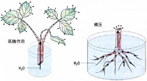 根系吸水示意图 根系吸水示意图