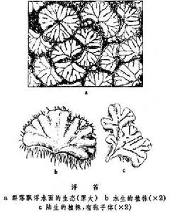 浮苔 浮苔