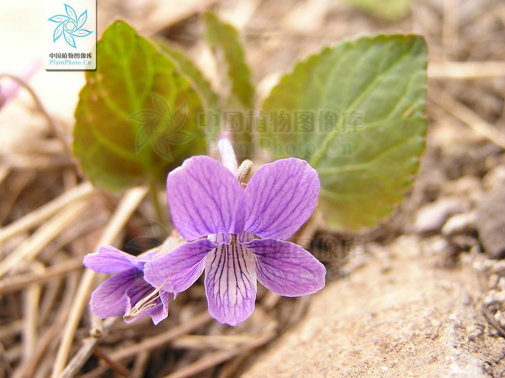 毛萼堇菜 毛萼堇菜