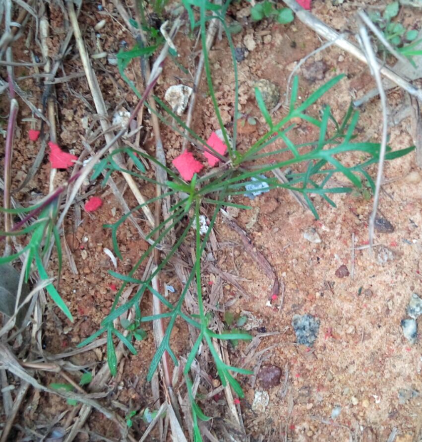 鹿角草 鹿角草