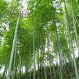 毛竹栽培技术
