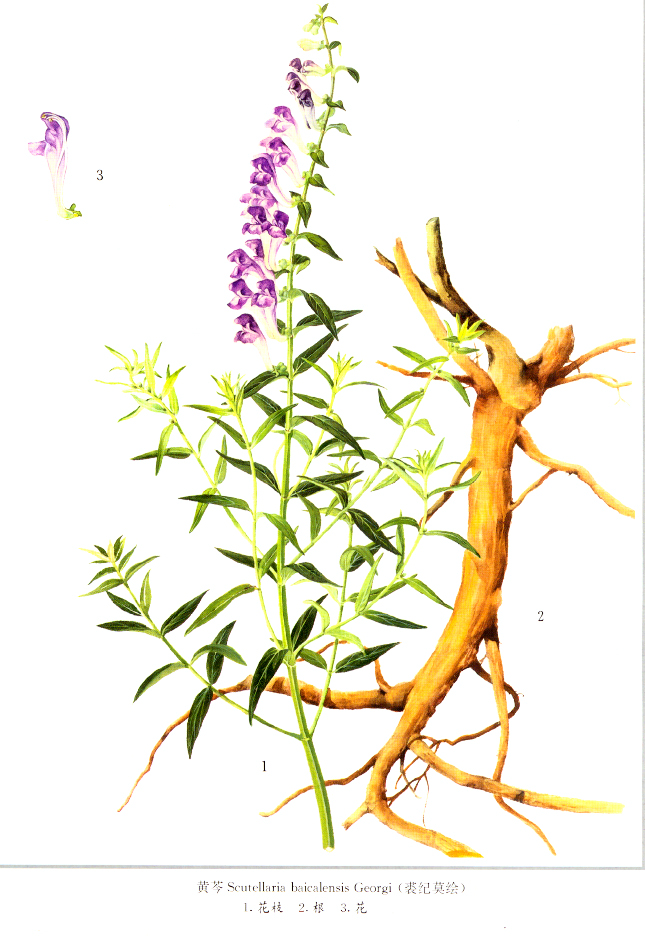 黄芩 黄芩