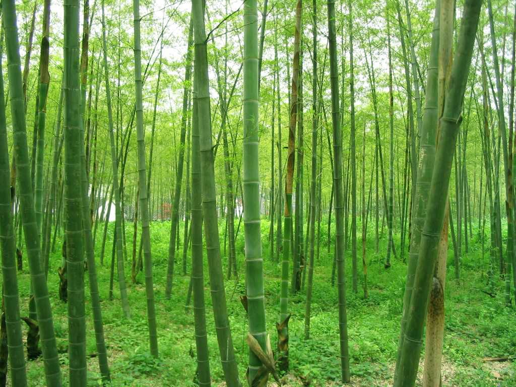 毛竹林 毛竹林