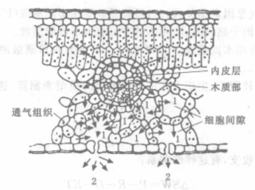 植物叶片的气孔蒸腾示意图 植物叶片的气孔蒸腾示意图