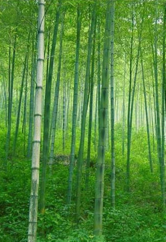 楠竹 楠竹