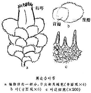 合叶苔属
